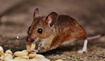 24 Hour & Emergency Exterminators in Hill Church, PA